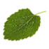 Mulberry leaf.png