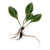 Mandragora.png