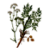 Medherb.png